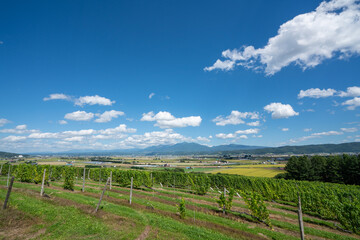 Fototapeta na wymiar 北海道、富良野のブドウ畑と富良野市街、十勝岳の風景