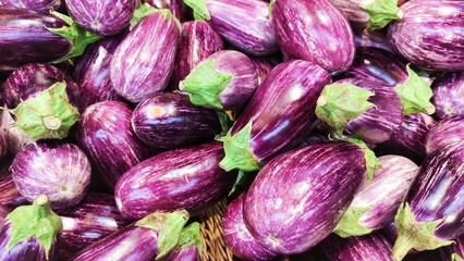 Striped eggplant fruits. Eggplant plants background. Eggplant harvesting. Gardening background with deep purple eggplant striped with white lines