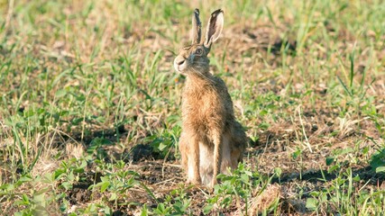 Closeup shot of a European hare walking in the garden © Александр Лазаренко/Wirestock Creators