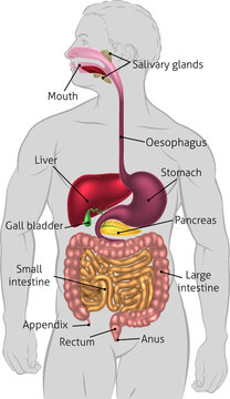 Human Digestive System Tract