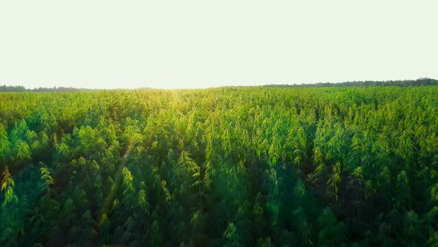 cannabis farm at sunset beautiful shots Aerial Dron Shot