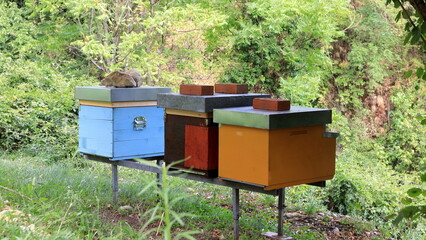 arnie per api situate nel bosco