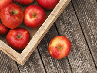 Fresh red organic apples in a wooden box after harvesting, seasonal food, agriculture concept