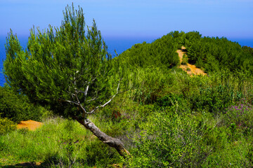 tree in the mountains