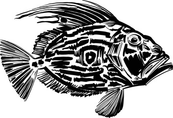 the vector illustration sketch  of the John dory fish - obrazy, fototapety, plakaty
