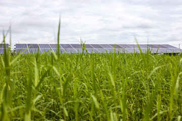 A low angle looking through the fresh green grass, a blurred foreground, to a multitude of solar panels.