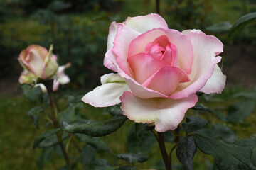 Hybrid tea rose 'Honore de Balzac' blooming in the garden