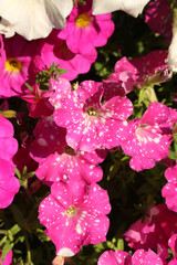 Pink, purple flowers of surfinia (ampelous petunia). Summer flowers. Floral postcard with pink surfinia. Garden, seasonal gardening. Purple surfinia blossom. Pink bloom of surfinia