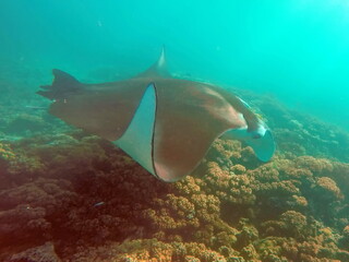 Manta ray feeding on a reef in the Yasawa Islands, Fiji