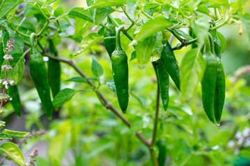 Green hot peppers on a branch in the vegetable garden