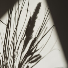Grass stalks sunlight shadow on wall. Aesthetic floral blurred silhouette reflection on neutral beige background