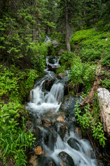 Small Stream Rushes Through Forest