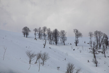 snow covered trees in winter