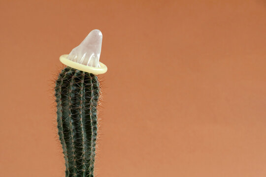 Cactus with a condom on a pink background. Conceptual image of a penis-shaped cactus