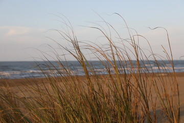 Fototapeta premium reed on the beach