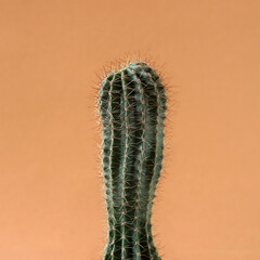 Cactus on pink background, minimal creative life