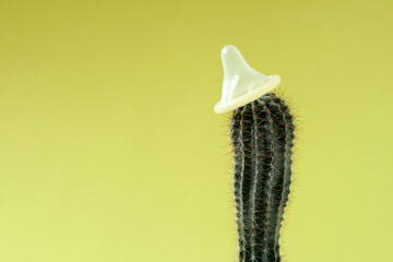 Condom on a cactus. Cactus in the form of a male penis. The concept of sexual male health.
