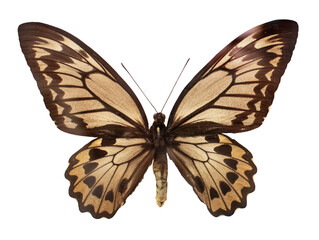 Isolated top view photo of a butterfly with spread wings