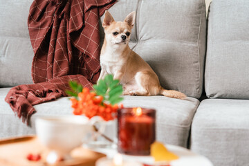 Funny puppy chihuahua lying on couch and pillow under plaid indoors. Cute Little dog home warming...