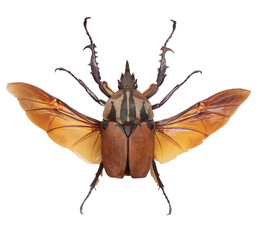 Isolated top view photo of a giant Rhino beetle with spread wings