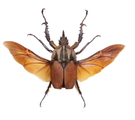Isolated top view photo of a giant Rhino beetle with spread wings