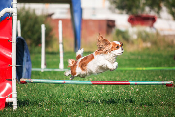 Dog in agility competition set up in green grassy park