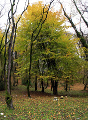 Fototapeta na wymiar Panorama forest tree