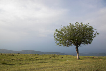 single tree in the field