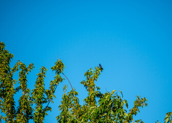 Handsome blue bird against bright blue sky