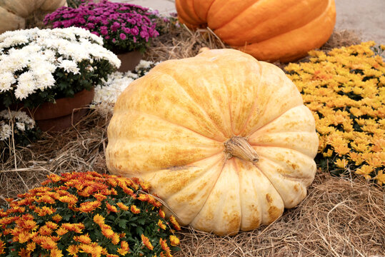 Big Harvested Pumpkins On Hay At Autumn Farmer Festival