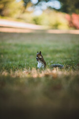 Squirrel eating nuts in park