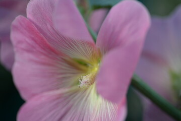 Fototapeta na wymiar natural photographs of living wild flora mallow flowers light pink