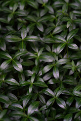 plant background of periwinkle leaves and hosts on a flowerbed without flowers