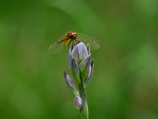an orange dragonfly sits on a hosta flower on a sunny day in a flower bed