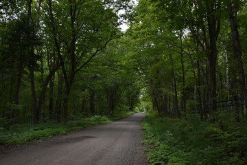 Fototapeta na wymiar A country road in summer, Sainte-Apolline, Québec, Canada