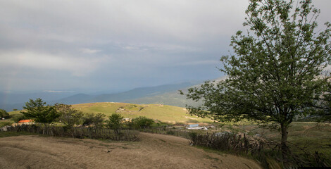 landscape with road and trees