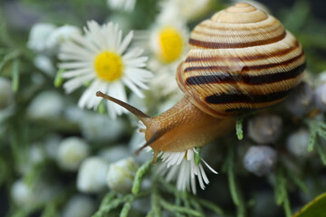 small beautiful snail in the garden. outdoor close-up