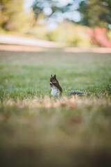 Grey Squirrel in the park