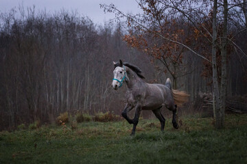 Horses in the woods. Autumn and horses