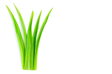 Fresh green pandan leaves isolated on white background