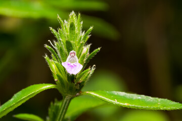 Justicia procumbens (Rat tall willow) flower