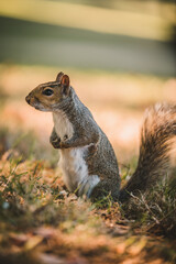 Grey Squirrel in the park