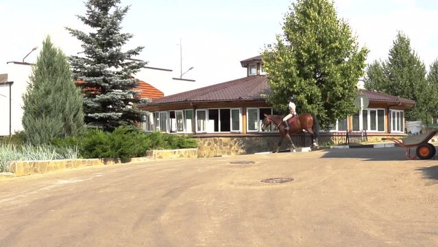 Equestrian animal horse sport saddle stallion equine competition event, concept purebred show for bridle for training flying, leather brown. Blur young bay,