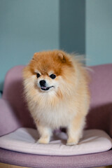 Fluffy orange pomeranian breed dog puppy standing on a pink chair on a grey wall background looking away from camera waiting for food treat. Happy healthy dog life concept.