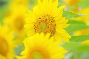 北海道のひまわり畑