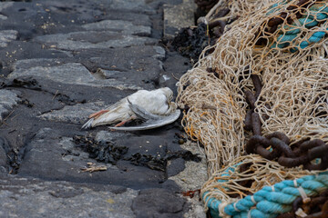 Dead seagull laying beside a fishing net