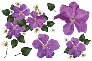 isolated climatis flowers on white background