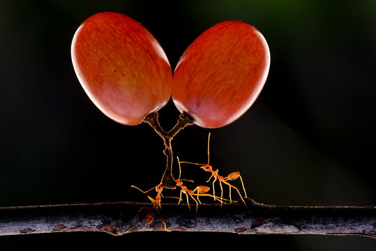 Strong weaver ants Oecophylla smaragdina lifting big grape fruit