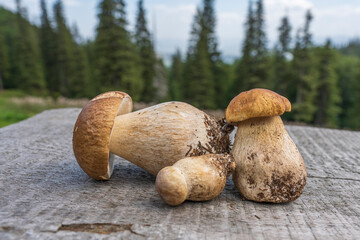 Three white mushrooms or porcini on a wooden table in the yard in a mountain village, in the Carpathians, Ukraine