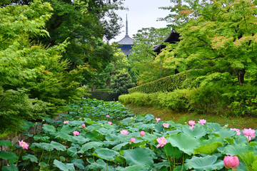 7月に歩く京都市東寺の宝蔵堀割の蓮が美しい